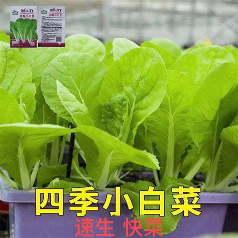 陽台種蔬菜|「陽台蔬菜」新手推薦從這5種下手！小白菜四季皆宜。